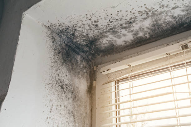 Affordable Black Mold Remediation solutions in La Grange, KY